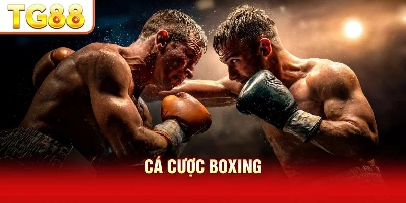 Cá Cược Boxing