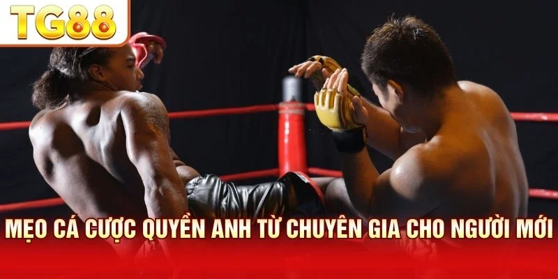 Mẹo cá cược boxing từ chuyên gia giúp quản lý vốn hiệu quả